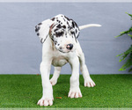 Small #4 Great Dane