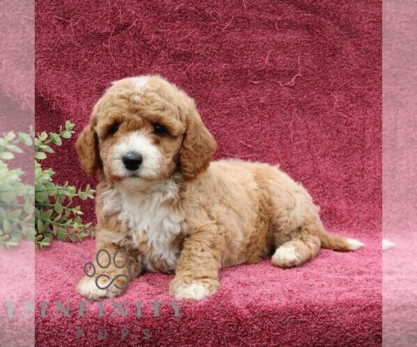 Medium Photo #4 Goldendoodle (Miniature) Puppy For Sale in EPHRATA, PA, USA