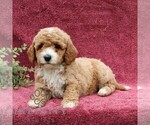 Small #3 Goldendoodle (Miniature)