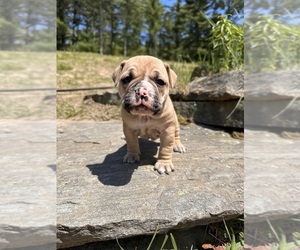 Olde English Bulldogge Puppy for Sale in CHEPACHET, Rhode Island USA