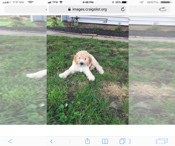 Medium Photo #1 Goldendoodle Puppy For Sale in STILLMAN VALLEY, IL, USA