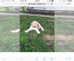 Small Photo #1 Goldendoodle Puppy For Sale in STILLMAN VALLEY, IL, USA