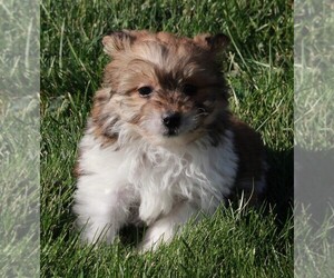Pom-A-Poo Puppy for sale in FREDERICKSBURG, OH, USA