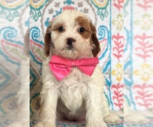 Cavapoo Puppy for sale in LANCASTER, PA, USA