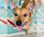 Small #6 Basenji Mix