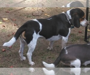 Father of the Beagle puppies born on 01/29/2023