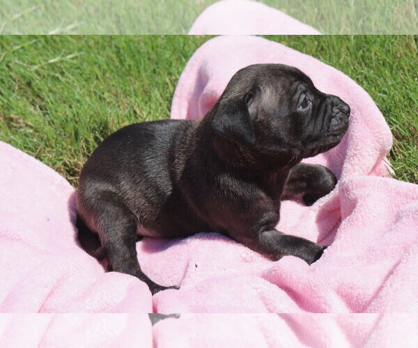 Medium Photo #2 American Staffordshire Terrier-Labrador Retriever Mix Puppy For Sale in Atlanta, GA, USA