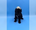Small Photo #3 Sheepadoodle Puppy For Sale in DENISON, TX, USA