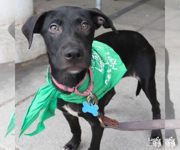 Medium Photo #5 Labrador Retriever-Unknown Mix Puppy For Sale in Washington, DC, USA