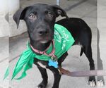 Small #4 Labrador Retriever Mix