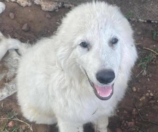 Medium Photo #6 Great Pyrenees Puppy For Sale in MULLIN, TX, USA