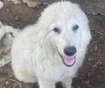 Small #5 Great Pyrenees