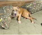 Small Photo #7 Boxer-Unknown Mix Puppy For Sale in Princeton, MN, USA