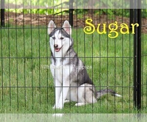 Mother of the Pomsky puppies born on 11/06/2022