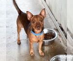 Small #3 Chihuahua Mix