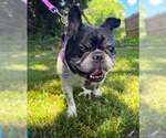 Small #6 French Bulldog