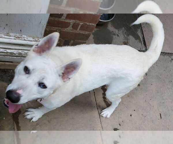 Medium Photo #10 Bull Terrier-Huskies  Mix Puppy For Sale in Winston Salem, NC, USA