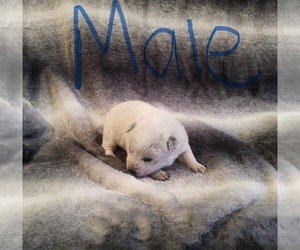 Australian Cattle Dog Puppy for sale in SANTA YSABEL, CA, USA