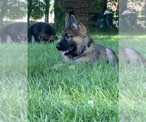 German Shepherd Dog Puppy for sale in EAST LYME, CT, USA