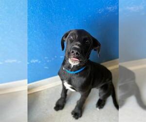 Labrador Retriever-Unknown Mix Dogs for adoption in Visalia, CA, USA