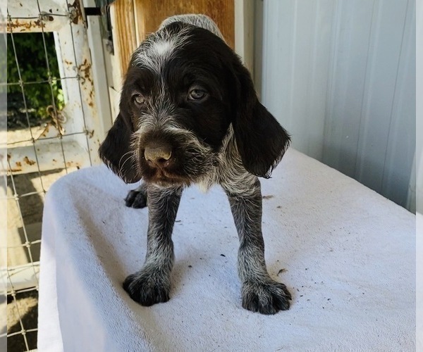 Medium Photo #1 Wirehaired Pointing Griffon Puppy For Sale in LOVELAND, CO, USA