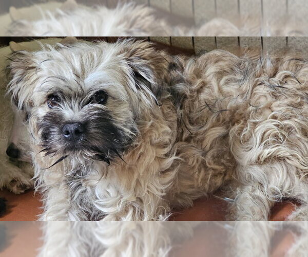Medium Photo #3 Mutt Puppy For Sale in Olalla, WA, USA