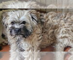 Small #2 Mutt