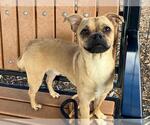 Small Pug Mix