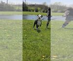 Small #2 Dogo Argentino Mix
