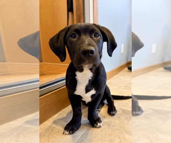 Medium Photo #1 Labrador Retriever-Unknown Mix Puppy For Sale in St. Louis Park, MN, USA