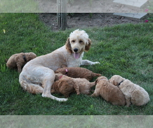 Mother of the Goldendoodle-Poodle (Standard) Mix puppies born on 06/23/2022