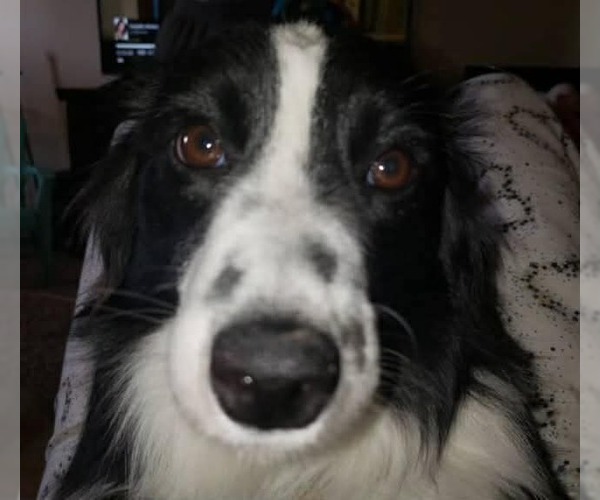 Medium Photo #2 Australian Shepherd-Unknown Mix Puppy For Sale in Grafton, WI, USA