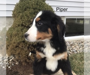 Bernese Mountain Dog Puppy for sale in GOSHEN, IN, USA