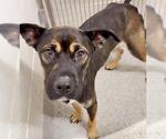 Small #1 German Shepherd Dog Mix