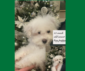Maltipoo (Miniature) Puppy for sale in ROMEOVILLE, IL, USA