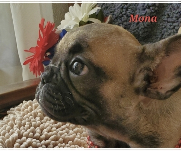 Medium Photo #7 French Bulldog Puppy For Sale in OTTAWA LAKE, MI, USA