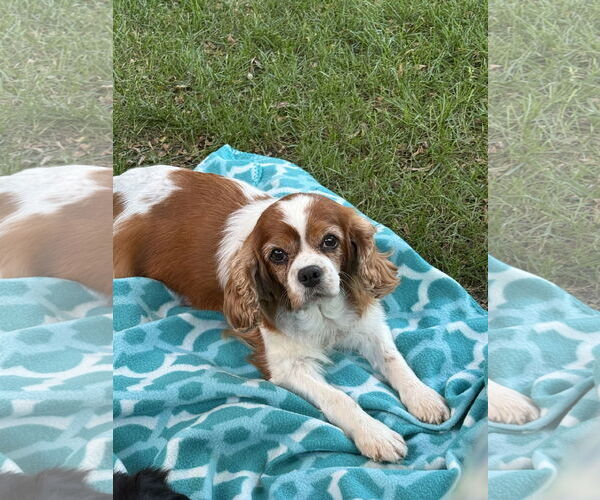 Medium Photo #2 Cavalier King Charles Spaniel Puppy For Sale in Sioux Falls, SD, USA