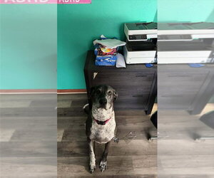 Dallas - Female German Shorthaired Pointer-Great Dane Mix Dog for Adoption - Photo #2