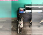 Small Photo #2 German Shorthaired Pointer-Great Dane Mix Puppy For Sale in Bullard, TX, USA