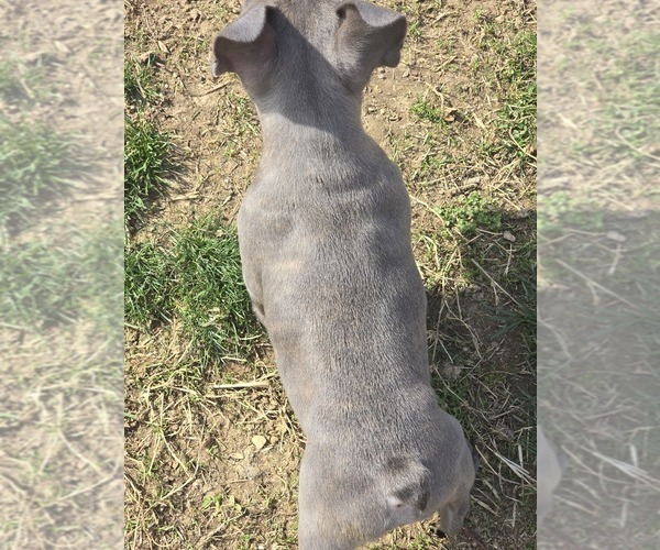 Medium Photo #3 French Bulldog Puppy For Sale in GREENEVILLE, TN, USA