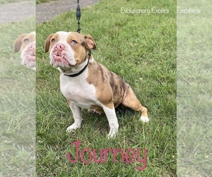 Olde English Bulldogge Puppy for sale in BEECH GROVE, IN, USA