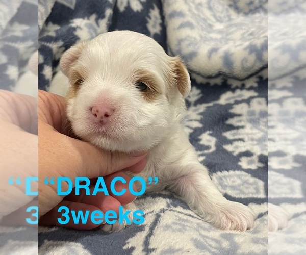 Medium Photo #12 Yorkshire Terrier Puppy For Sale in RUSTBURG, VA, USA