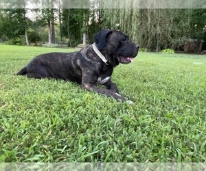 Mother of the Cane Corso puppies born on 06/04/2022