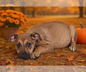 Avalon 26/796 - Female American Pit Bull Terrier-Unknown Mix Dog for Adoption - Photo #2