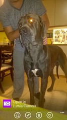 Father of the Great Dane puppies born on 04/04/2017