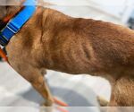 Small #17 Labrador Retriever Mix
