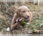 Small Photo #12 Labradoodle Puppy For Sale in HILLSDALE, MI, USA