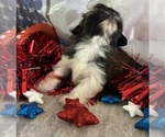 Small #8 Shih Tzu