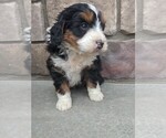 Small Photo #2 Bernedoodle Puppy For Sale in ITASCA, TX, USA