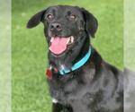 Small #5 Labrador Retriever Mix